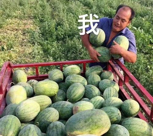 娱乐圈有什么瓜可以吃吗